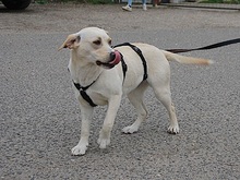 EMMA, Hund, Labrador Retriever-Mix in Ungarn - Bild 15