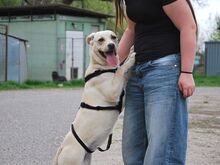 EMMA, Hund, Labrador Retriever-Mix in Ungarn - Bild 16