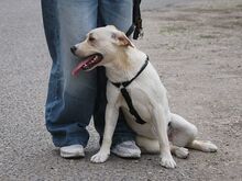 EMMA, Hund, Labrador Retriever-Mix in Ungarn - Bild 17