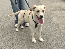 EMMA, Hund, Labrador Retriever-Mix in Ungarn - Bild 18