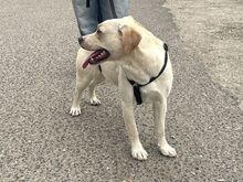 EMMA, Hund, Labrador Retriever-Mix in Ungarn - Bild 19
