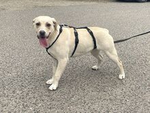 EMMA, Hund, Labrador Retriever-Mix in Ungarn - Bild 20