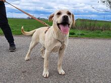 EMMA, Hund, Labrador Retriever-Mix in Ungarn - Bild 22