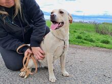EMMA, Hund, Labrador Retriever-Mix in Ungarn - Bild 23