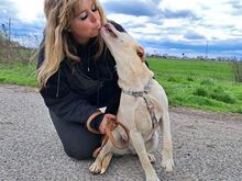 EMMA, Hund, Labrador Retriever-Mix in Ungarn - Bild 25