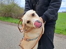 EMMA, Hund, Labrador Retriever-Mix in Ungarn - Bild 26