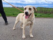 EMMA, Hund, Labrador Retriever-Mix in Ungarn - Bild 27