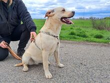 EMMA, Hund, Labrador Retriever-Mix in Ungarn - Bild 28