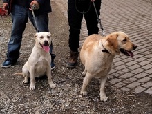 EMMA, Hund, Labrador Retriever-Mix in Ungarn - Bild 29