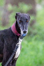 JUAN, Hund, Galgo Español in Deinste - Bild 1