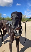 JUAN, Hund, Galgo Español in Deinste - Bild 2