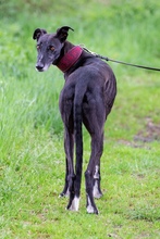 JUAN, Hund, Galgo Español in Deinste - Bild 3