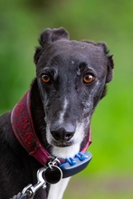 JUAN, Hund, Galgo Español in Deinste - Bild 4