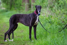 JUAN, Hund, Galgo Español in Deinste - Bild 5
