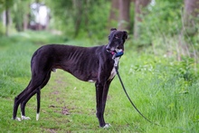 JUAN, Hund, Galgo Español in Deinste - Bild 6