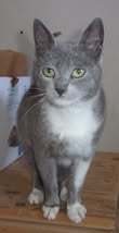 EMMAH, Katze, Europäisch Kurzhaar in Gelsenkirchen