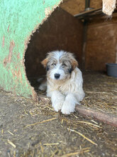 NIKITA, Hund, Mischlingshund in Rumänien - Bild 10