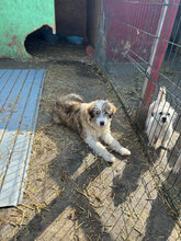 NIKITA, Hund, Mischlingshund in Rumänien - Bild 11