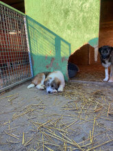 NIKITA, Hund, Mischlingshund in Rumänien - Bild 8