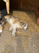 NIKITA, Hund, Mischlingshund in Rumänien - Bild 9
