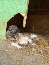 NELSON, Hund, Mischlingshund in Rumänien - Bild 10