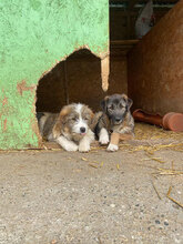 NELSON, Hund, Mischlingshund in Rumänien - Bild 11