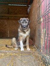 NELSON, Hund, Mischlingshund in Rumänien - Bild 8