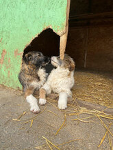 NELSON, Hund, Mischlingshund in Rumänien - Bild 9