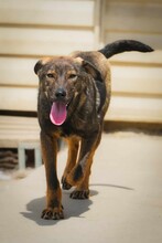BUCK, Hund, Mischlingshund in Bulgarien - Bild 10