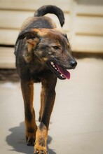 BUCK, Hund, Mischlingshund in Bulgarien - Bild 11
