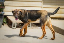 BUCK, Hund, Mischlingshund in Bulgarien - Bild 13
