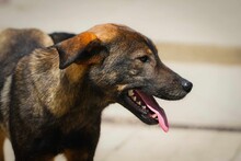 BUCK, Hund, Mischlingshund in Bulgarien - Bild 9