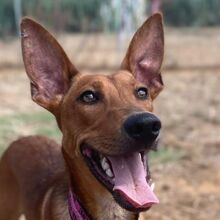 TOBIAS, Hund, Windhund-Mischling in Spanien