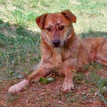 DALMI, Hund, Mischlingshund in Nürnberg