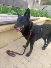 SIBA, Hund, Mischlingshund in Griechenland - Bild 2