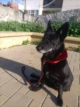 SIBA, Hund, Mischlingshund in Griechenland - Bild 3