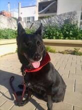 SIBA, Hund, Mischlingshund in Griechenland - Bild 4