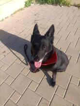 SIBA, Hund, Mischlingshund in Griechenland - Bild 5