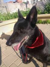 SIBA, Hund, Mischlingshund in Griechenland - Bild 6