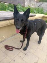 SIBA, Hund, Mischlingshund in Griechenland - Bild 7