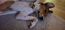ROXY, Hund, Mischlingshund in Stuhr - Bild 6