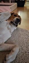 ROXY, Hund, Mischlingshund in Stuhr - Bild 7