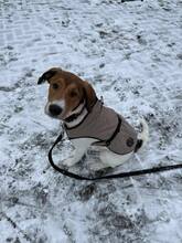 ROXY, Hund, Mischlingshund in Stuhr - Bild 8