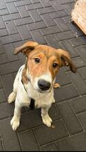 ROXY, Hund, Mischlingshund in Stuhr - Bild 9