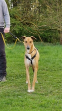 KEVIN, Hund, Galgo Español in Hemer - Bild 1
