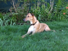 KEVIN, Hund, Galgo Español in Hemer - Bild 2