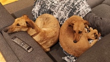 KEVIN, Hund, Galgo Español in Hemer - Bild 3