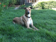 KEVIN, Hund, Galgo Español in Hemer - Bild 4