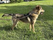 RINO, Hund, Affenpinscher in Bulgarien - Bild 10