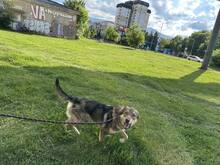 RINO, Hund, Affenpinscher in Bulgarien - Bild 11